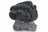 Partially Enrolled Drotops Trilobite - Excellent Eye Facets #222352-5